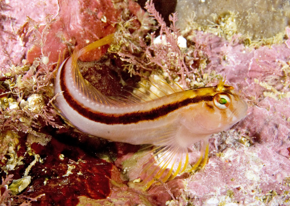 Parablennius laticlavius